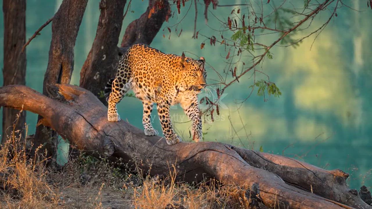 Blue Check® Coat Perch 1